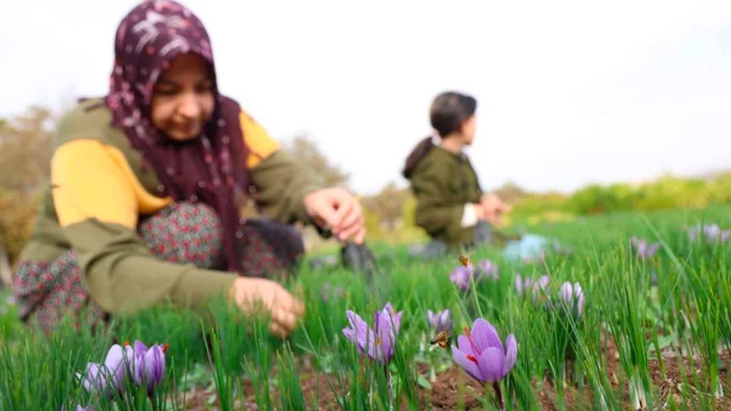 Dünyanın en pahalı baharatı! 3 yıl önce Türkiye'de keşfetti...Kilosunu 200 bin liradan satıyor 14